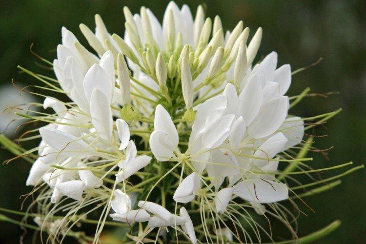 Клеома – фото