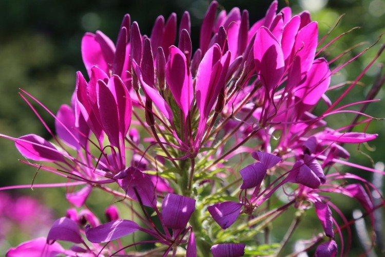 Клеома – фото