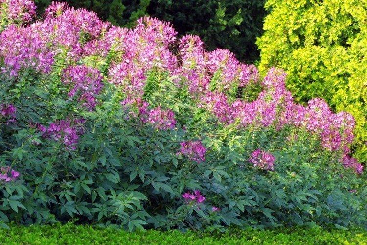 Клеома – фото