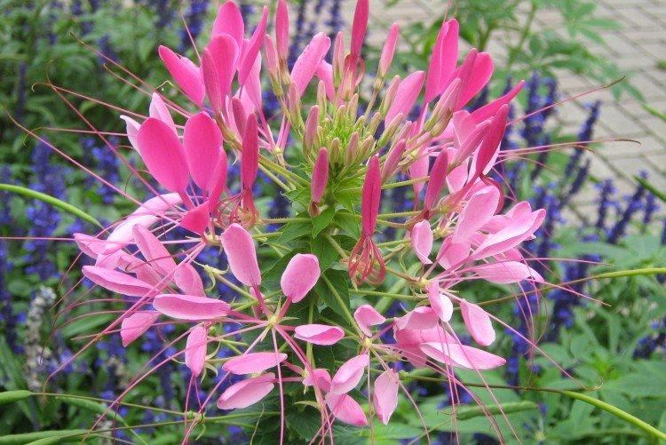 Клеома – фото