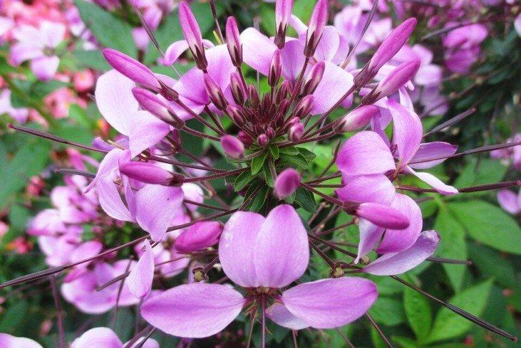 Клеома – фото