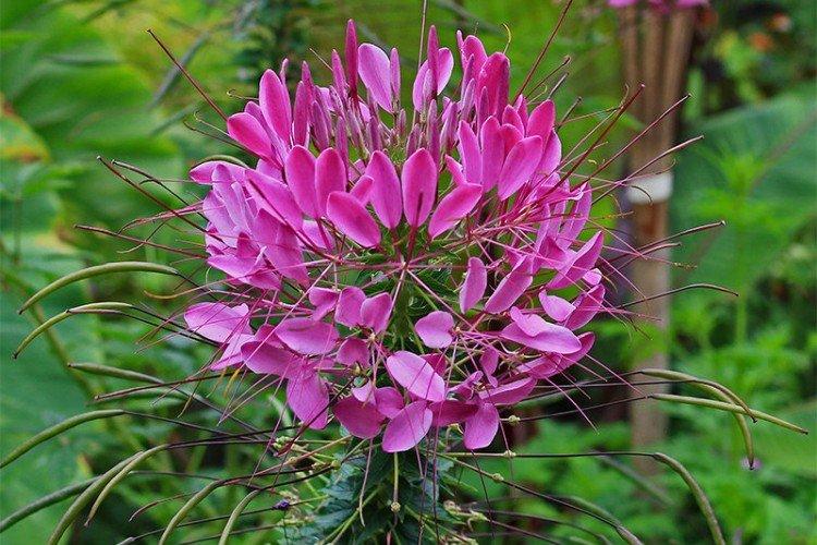 Клеома – фото