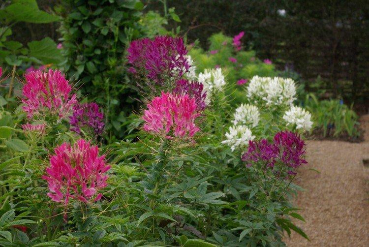 Клеома – фото