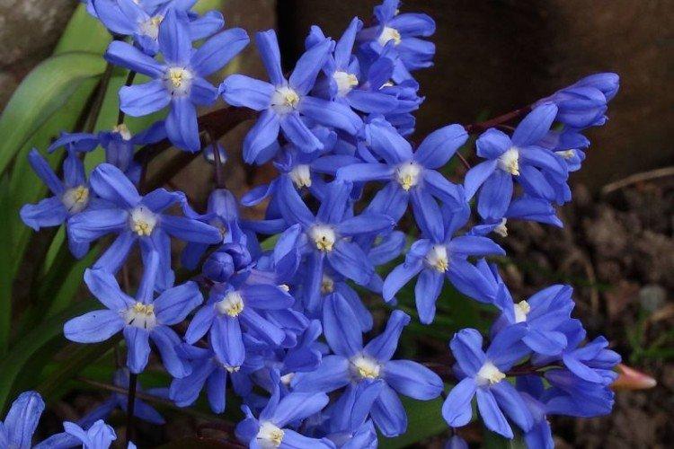 Хранение луковиц