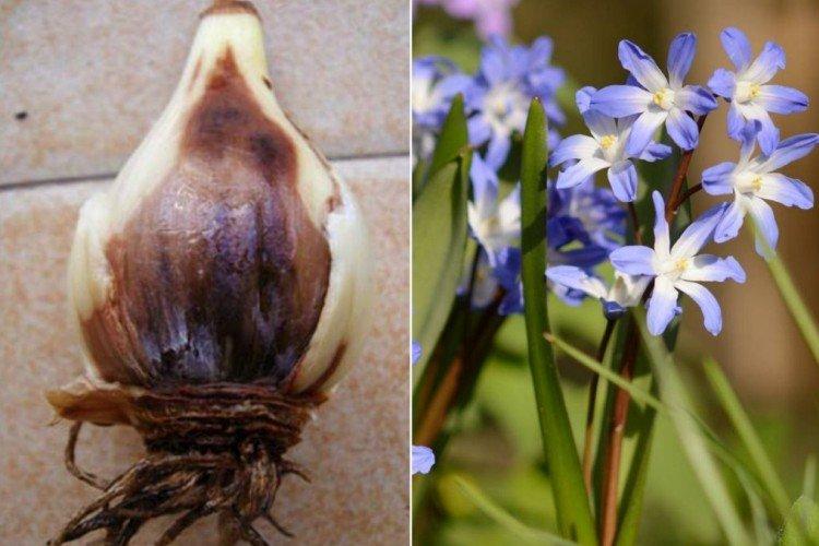 Борьба с вредителями и болезнями