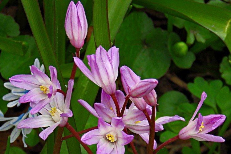 Хионодокса – фото