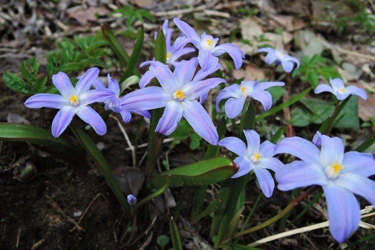 Хионодокса – фото