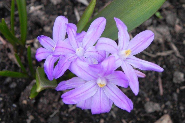 Хионодокса – фото