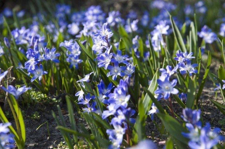 Хионодокса – фото