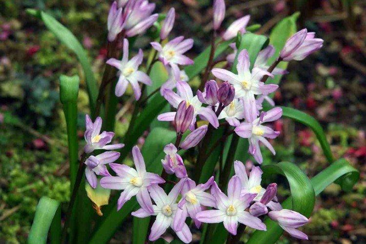 Хионодокса – фото