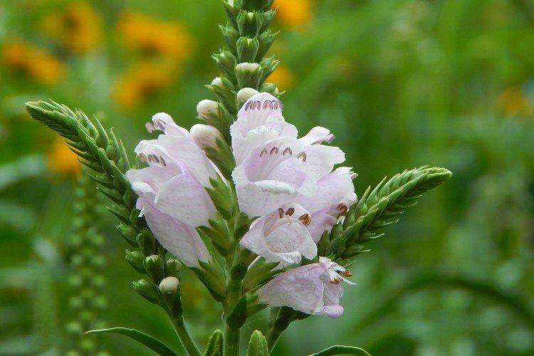 Физостегия – фото