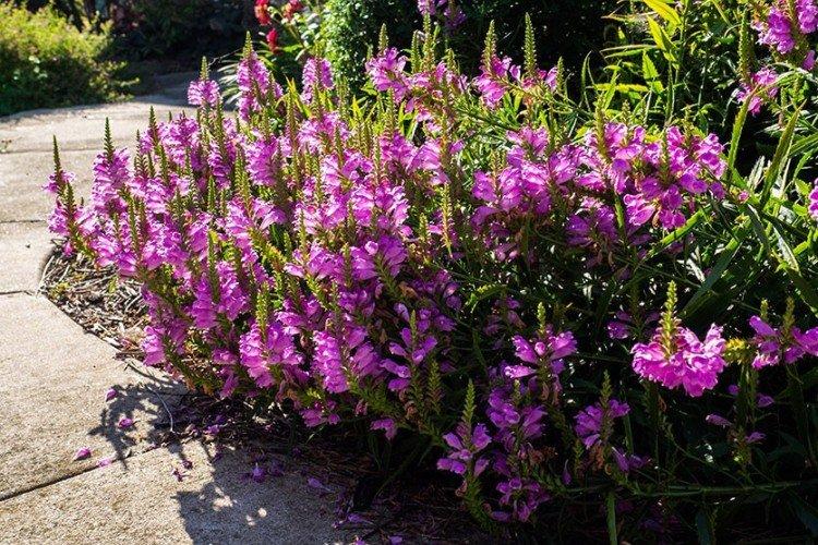 Физостегия – фото