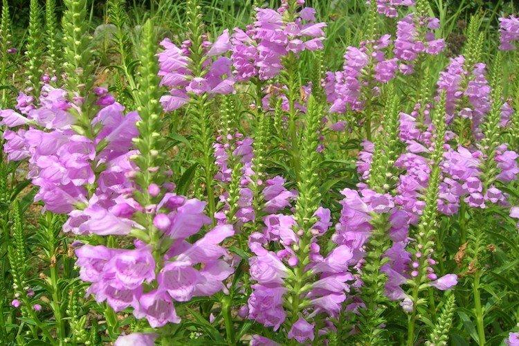 Физостегия – фото