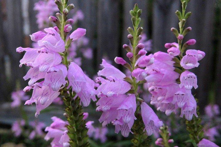 Физостегия – фото