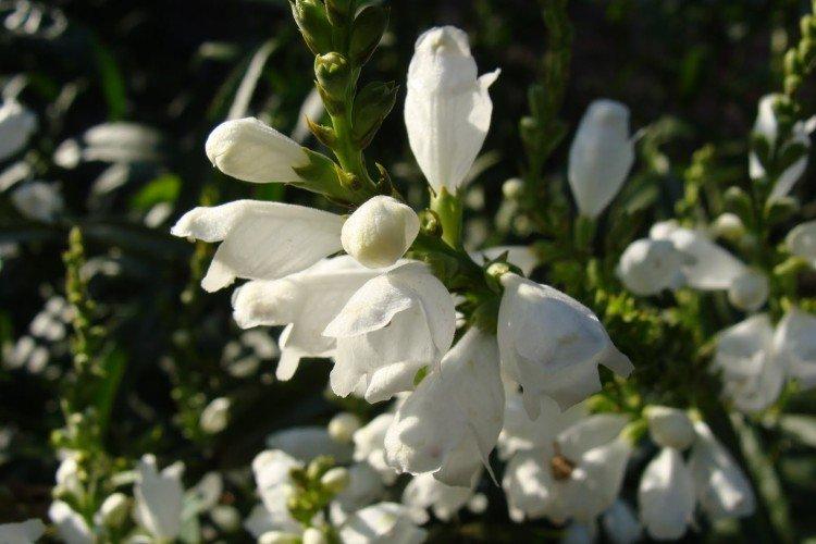 Физостегия – фото