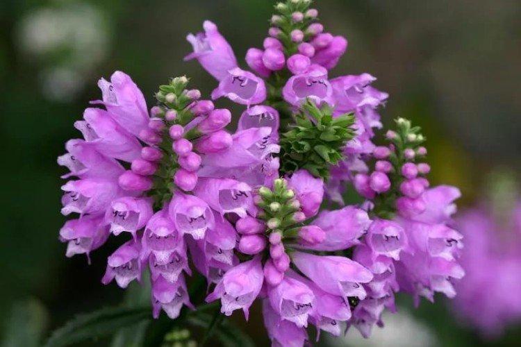 Физостегия – фото