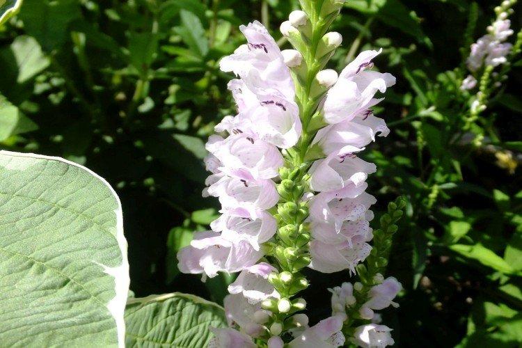 Физостегия – фото