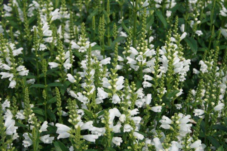 Физостегия – фото