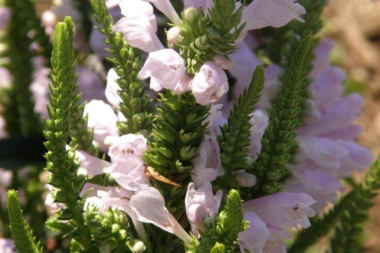 Физостегия – фото