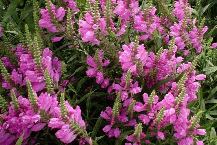 Саммер Спайр