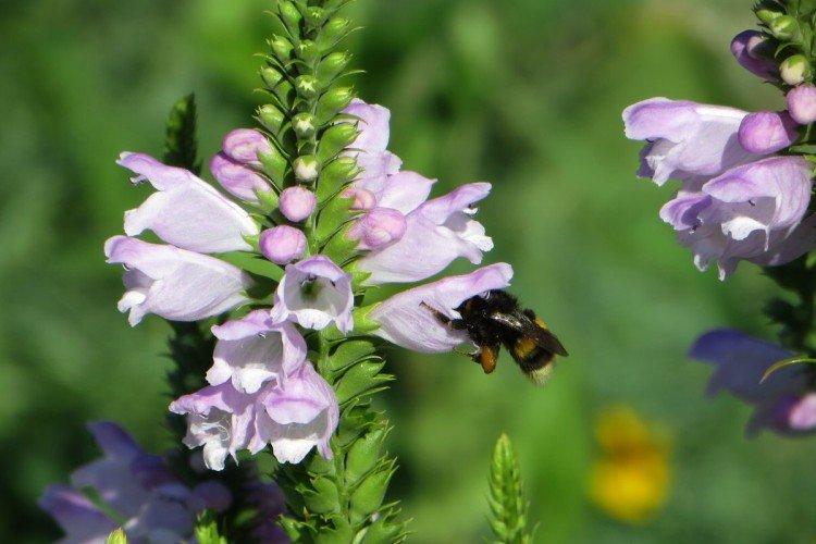 Физостегия – фото