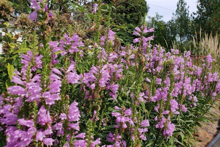 Физостегия Вивид