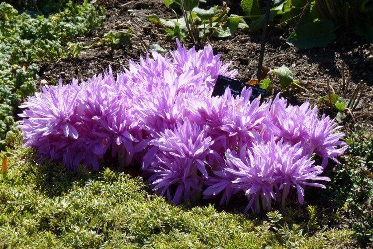 Безвременник – фото