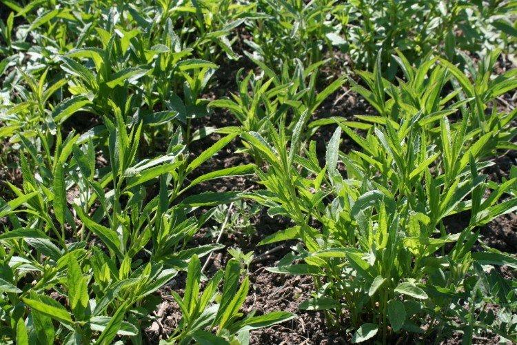 Посадка и размножение вероники