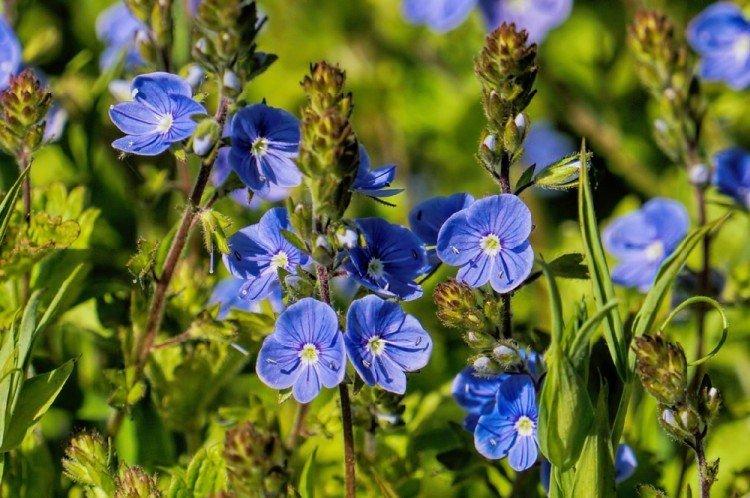 Дубравная вероника