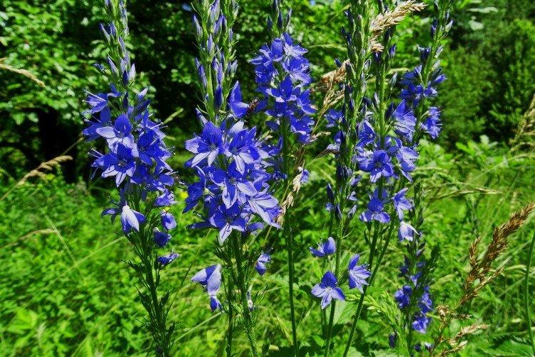 Цветок вероника – фото