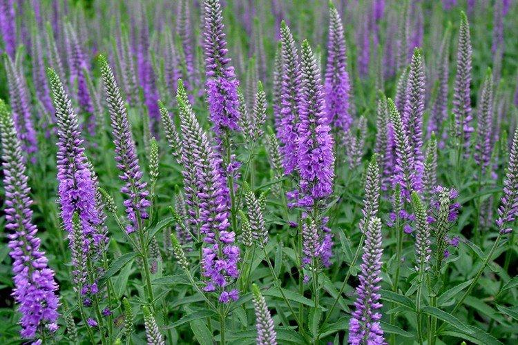 Цветок вероника – фото