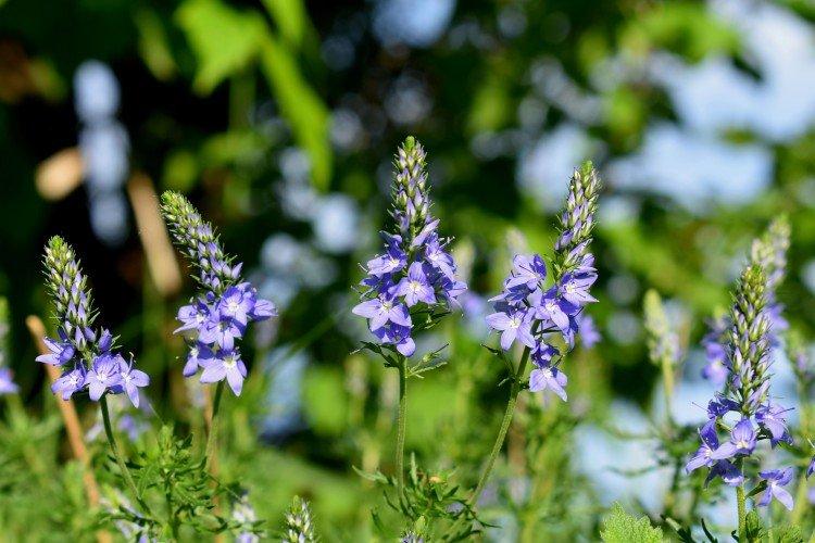 Цветок вероника – фото