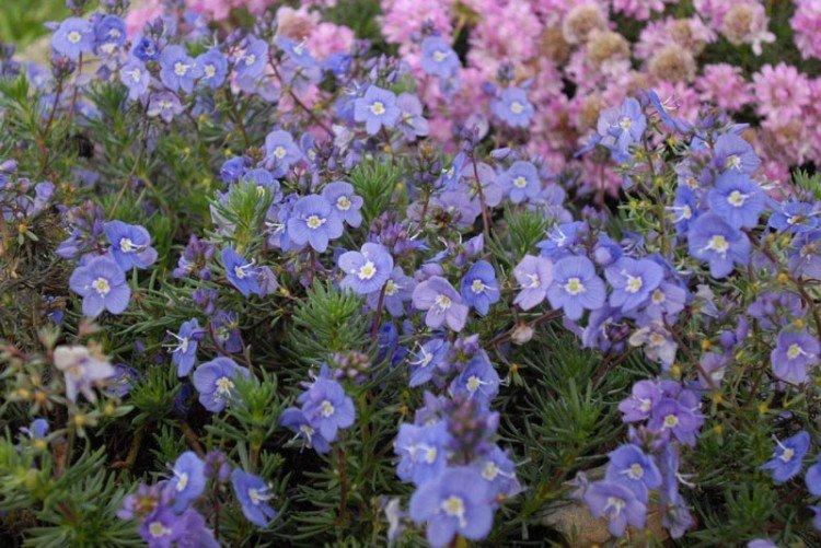 Цветок вероника – фото