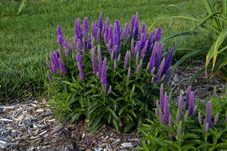 Цветок вероника – фото