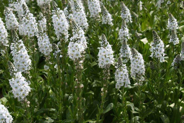 Горечавковая вероника