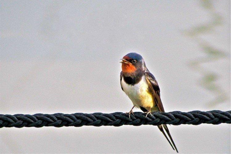 Певчая ласточка