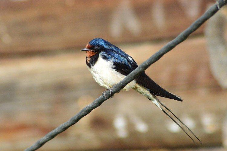 Места обитания ласточек