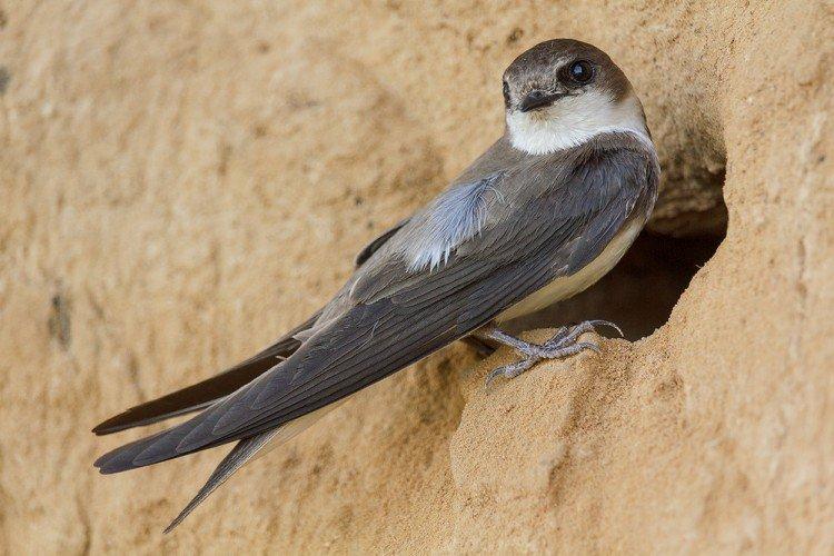 Ласточки – фото птицы