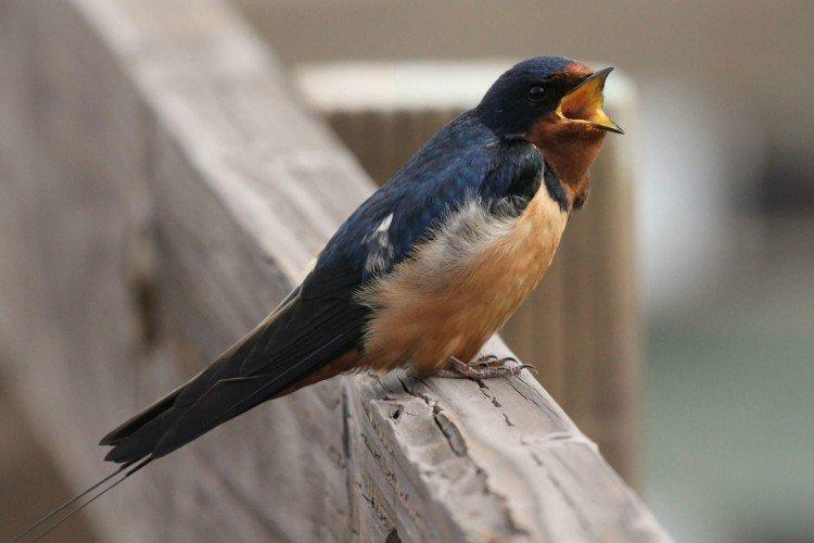 Ласточки – фото птицы