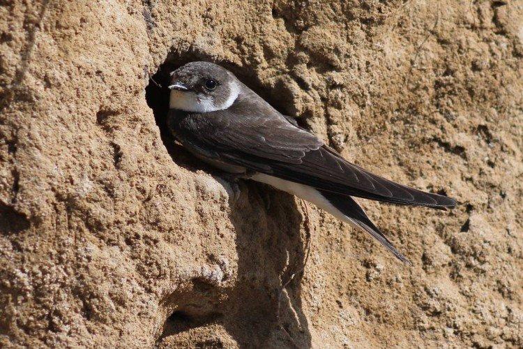 Ласточки – фото птицы