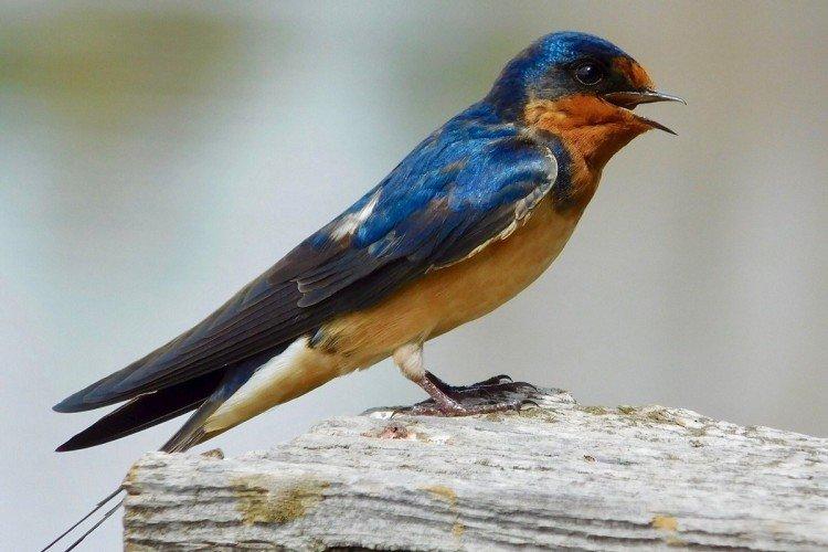 Ласточки – фото птицы