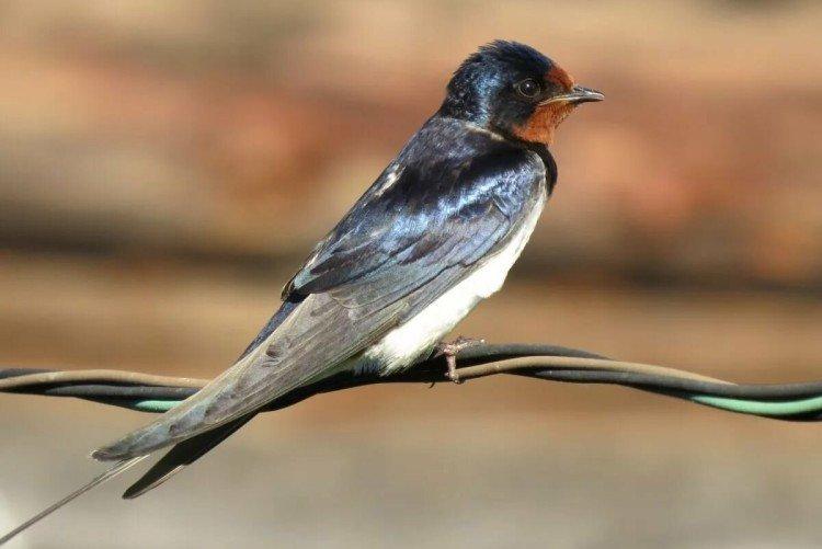 Ласточки – фото птицы