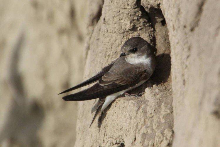 Береговая ласточка