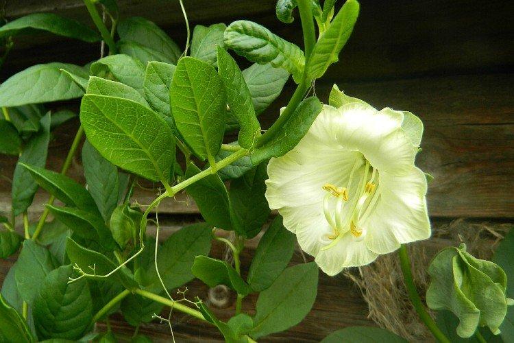 Кобея (50 фото): виды, выращивание и правильный уход