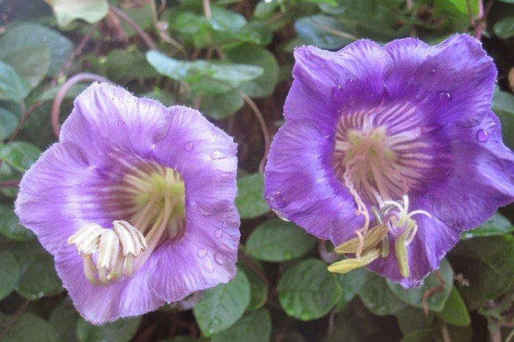 Борьба с вредителями и болезнями