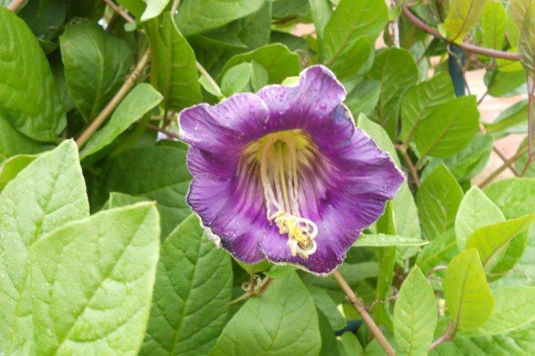 Кобея – фото