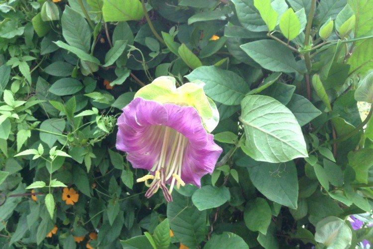 Кобея – фото