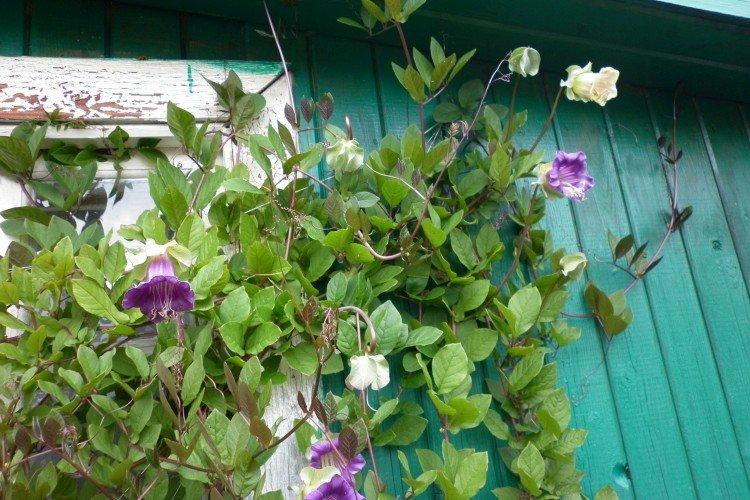 Кобея – фото