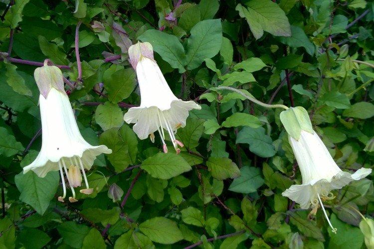 Кобея – фото