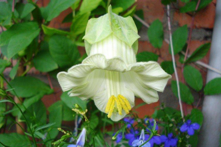 Кобея – фото